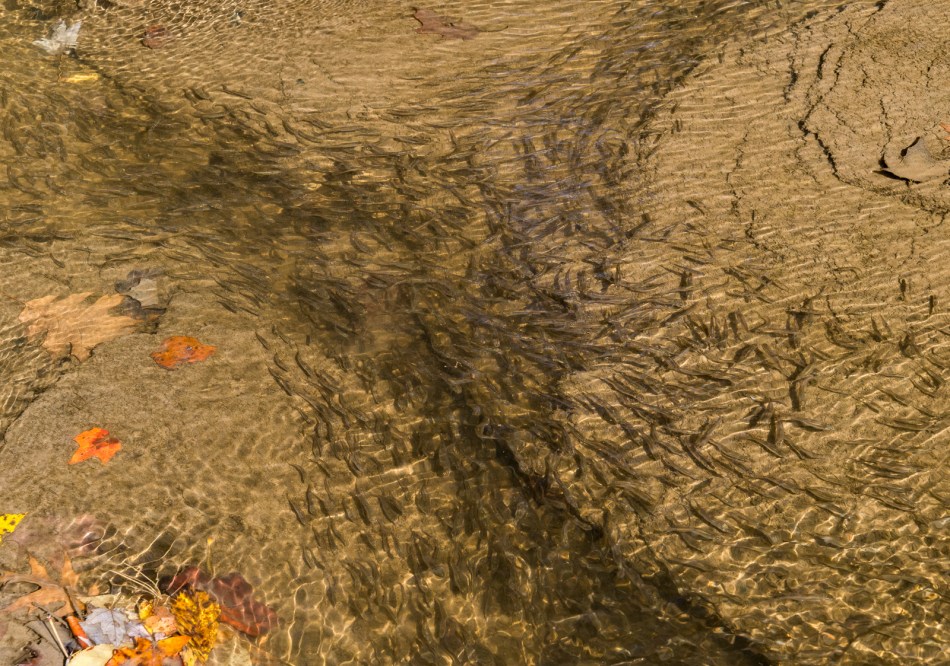 10192016-schoepfle-garden-121