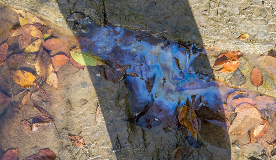 10192016-schoepfle-garden-137