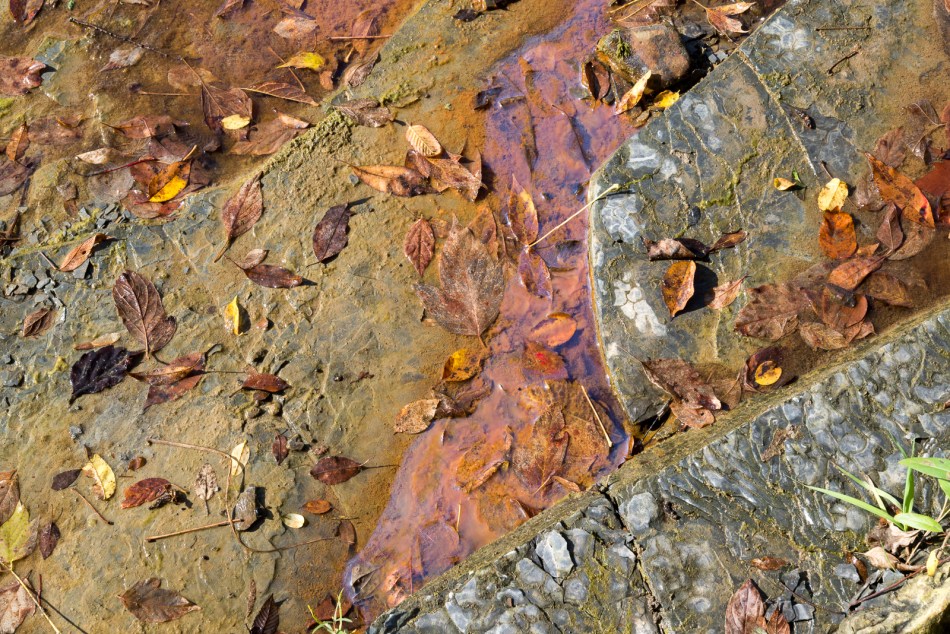 10192016-schoepfle-garden-140