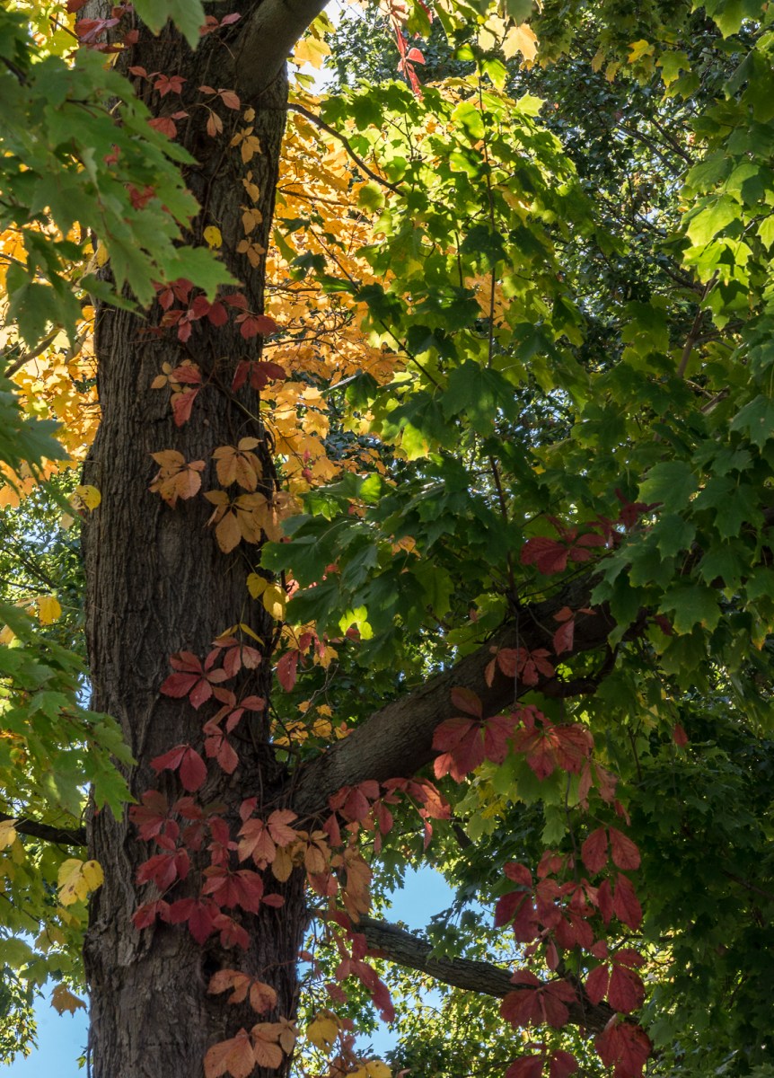 10192016-schoepfle-garden-4