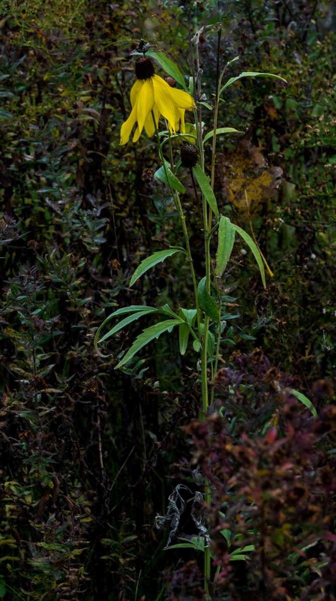 10312016-kendal-at-oberlin-42