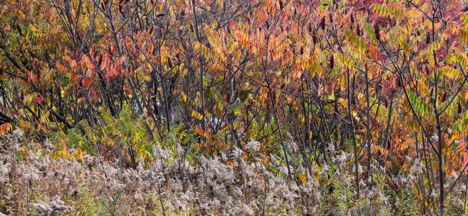 10312016-kendal-at-oberlin-57