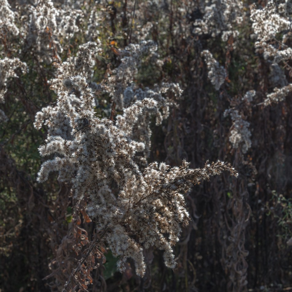 11182016-kendal-at-oberlin-13