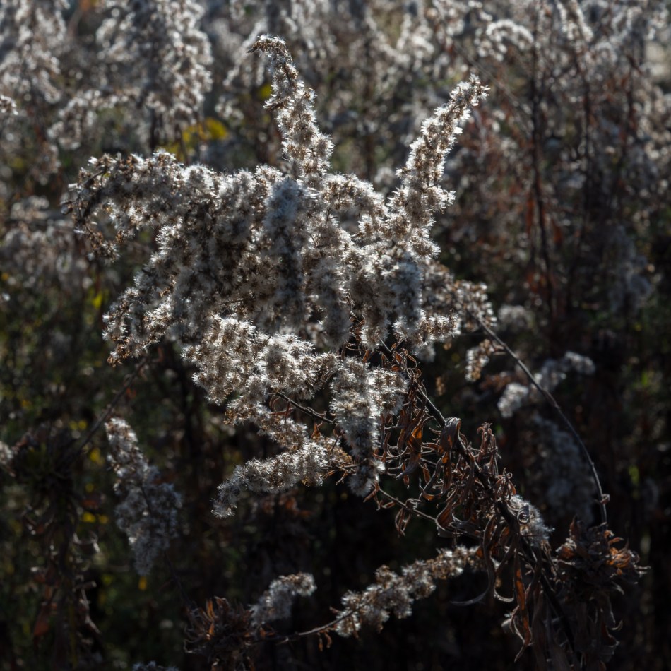 11182016-kendal-at-oberlin-14