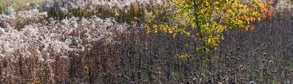 11182016-kendal-at-oberlin-28