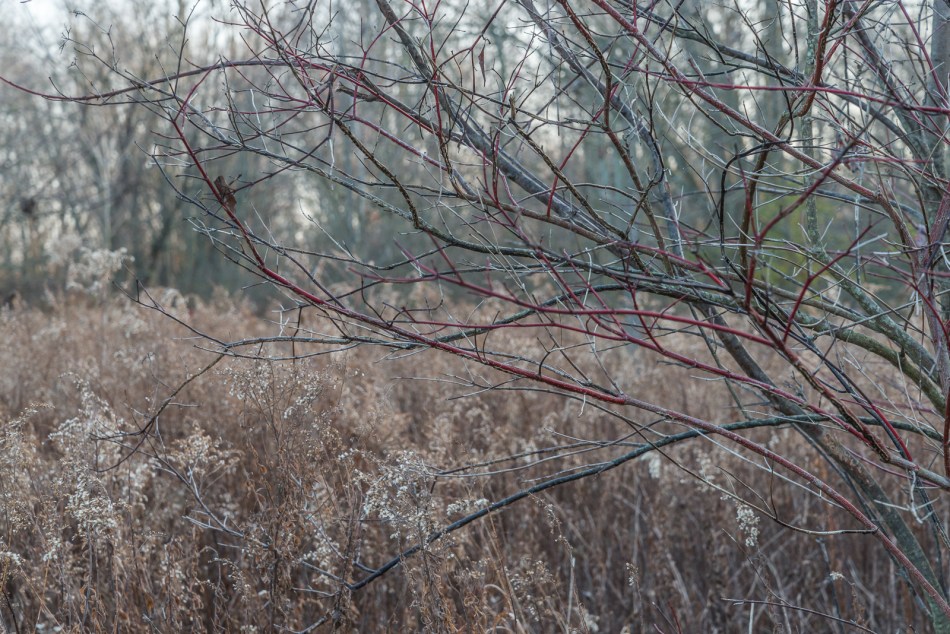 11272016-wandering-northern-ohio-40