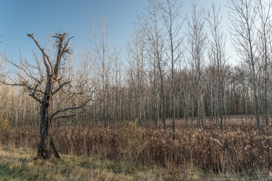 11272016-wandering-northern-ohio-69