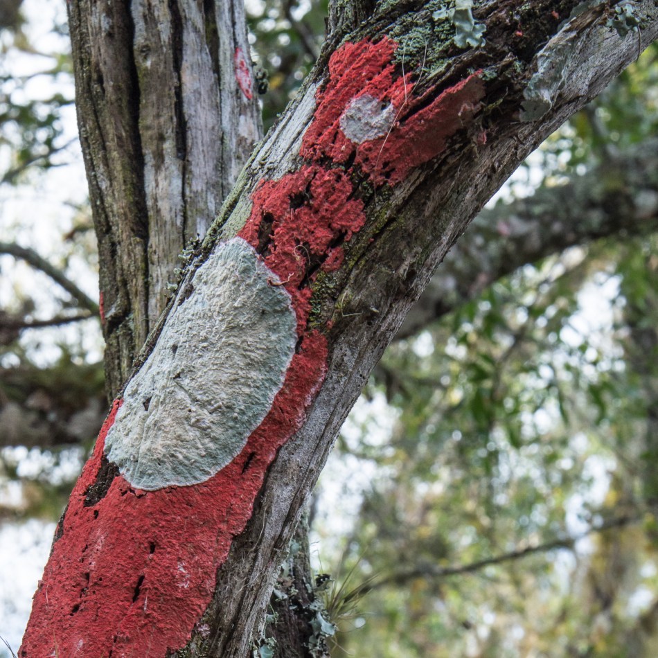 12182016-myakka-river-state-park-22-2