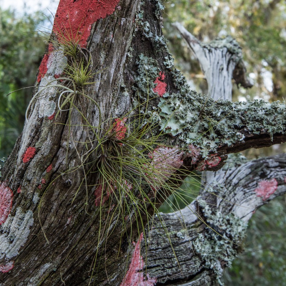 12182016-myakka-river-state-park-22