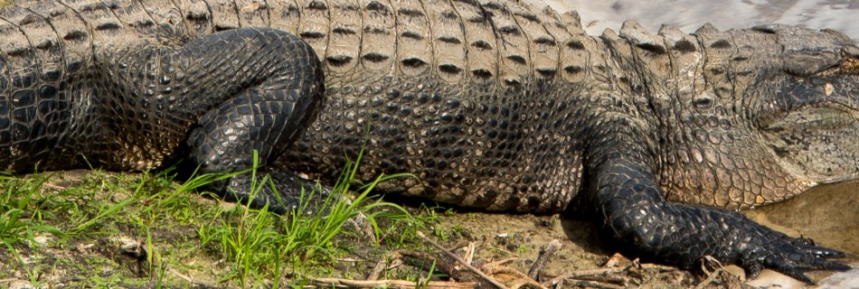 12182016-myakka-river-state-park-45-2