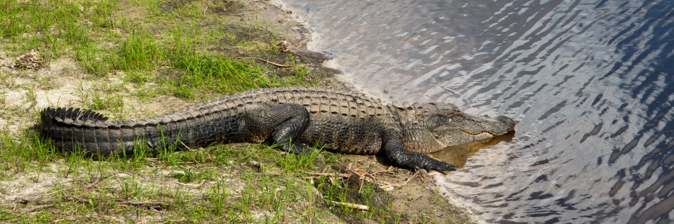 12182016-myakka-river-state-park-45