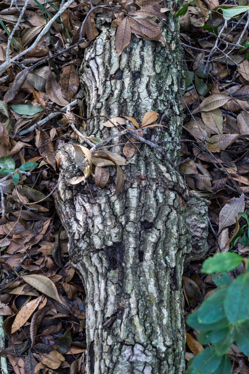 12252016-pinecraft-park-19