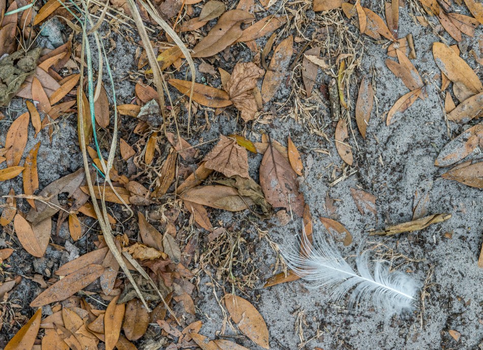 12252016-pinecraft-park-36