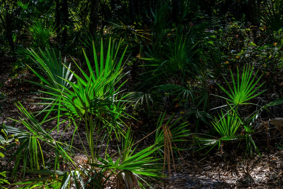 12252016-pinecraft-park-8-edit