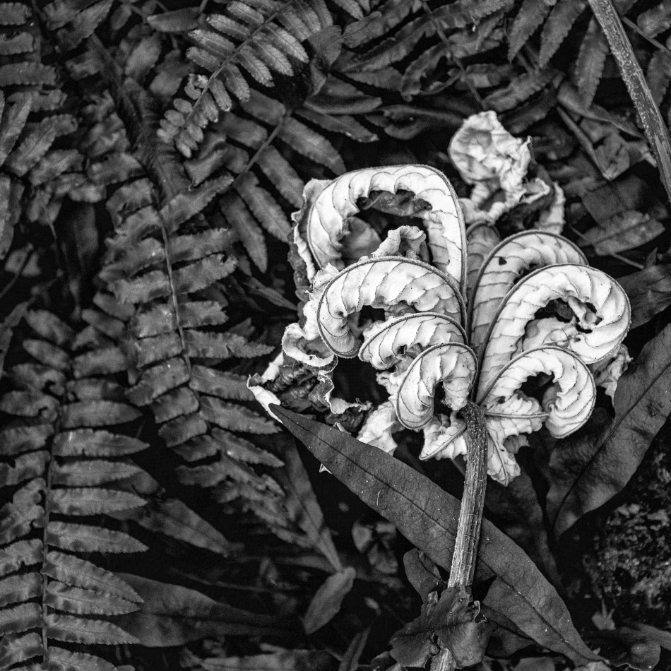 12262016-selby-gardens-40-edit