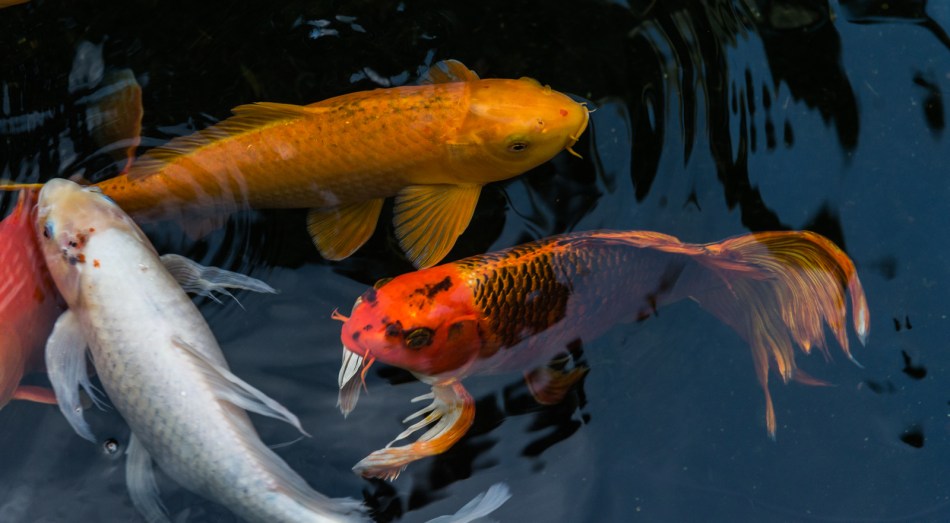 12262016-selby-gardens-41