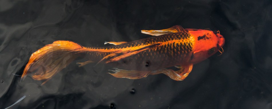 12262016-selby-gardens-58