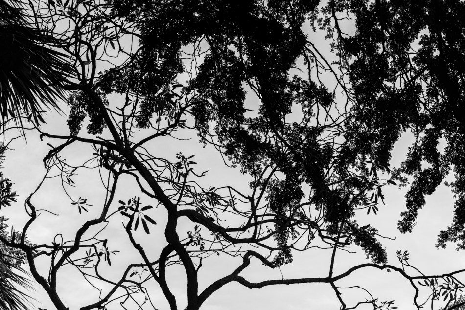 12262016-selby-gardens-71-edit