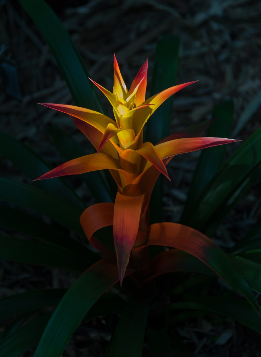 12262016-selby-gardens-75