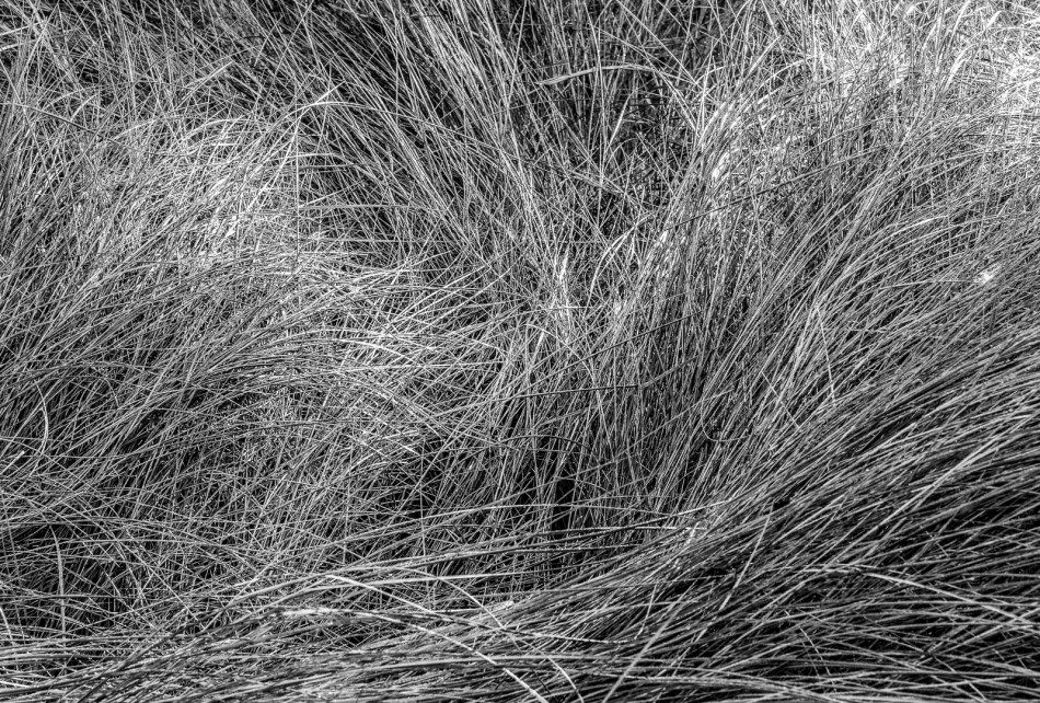 01012016-south-lido-park-16-edit-2