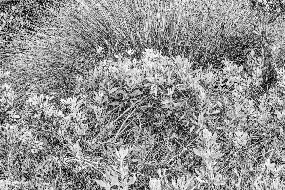 01012016-south-lido-park-17-edit