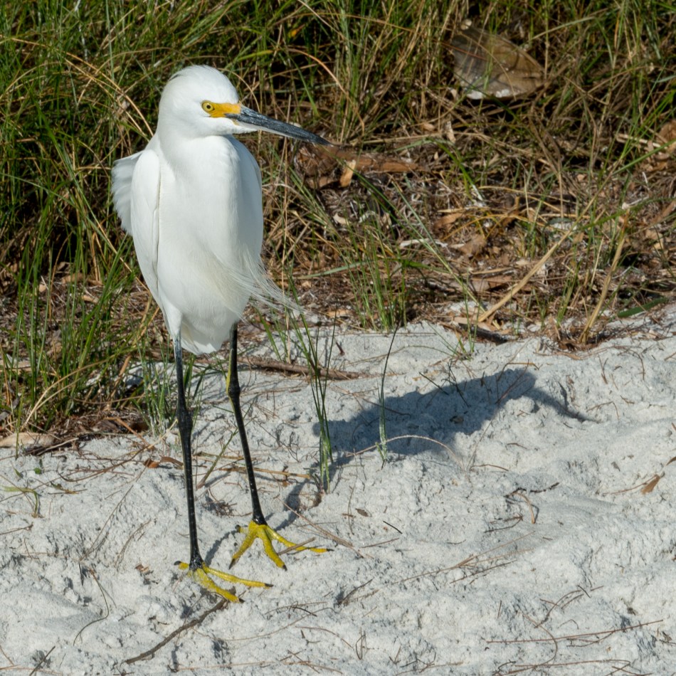 01012016-south-lido-park-61