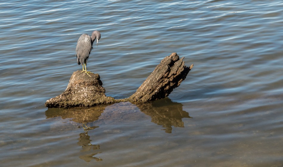 12292016-selby-gardens-61-edit